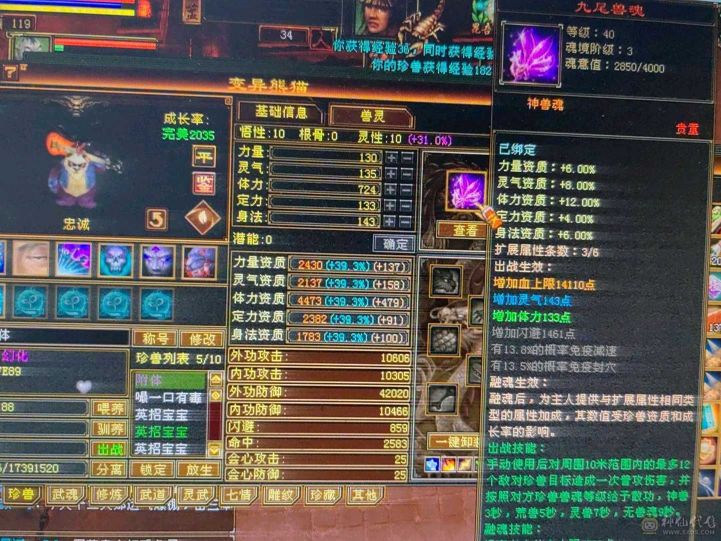 5体5属双抗峨眉